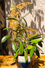 Load image into Gallery viewer, Crescent Moon Plant Trellis