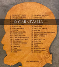 Load image into Gallery viewer, Phrenology Head