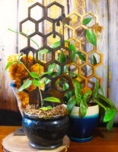 Load image into Gallery viewer, Honey Bee Plant Trellis