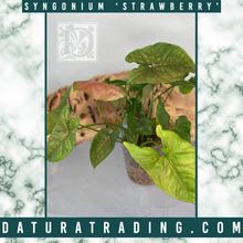 Load image into Gallery viewer, Syngonium Strawberry
