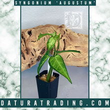 Load image into Gallery viewer, Syngonium Augustum