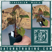 Load image into Gallery viewer, Syngonium Maria
