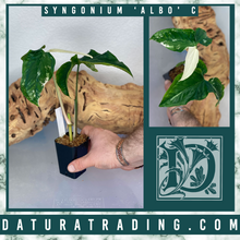 Load image into Gallery viewer, Syngonium Albo